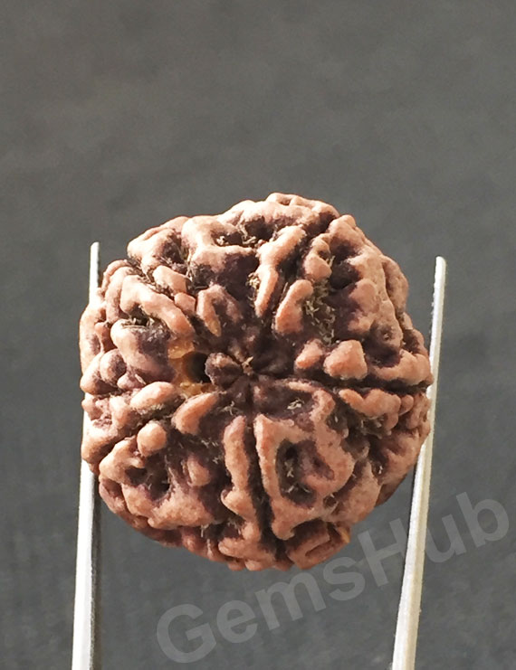 5 Mukhi Natural Certified Rudraksha Size- 22.8 mm Premium